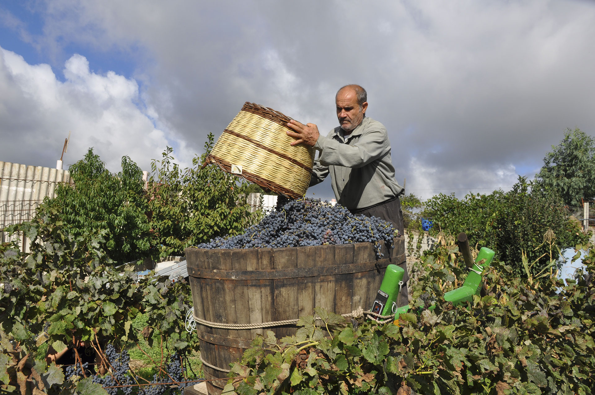 Sa binennna cun is bois (La vendemmia con i buoi)