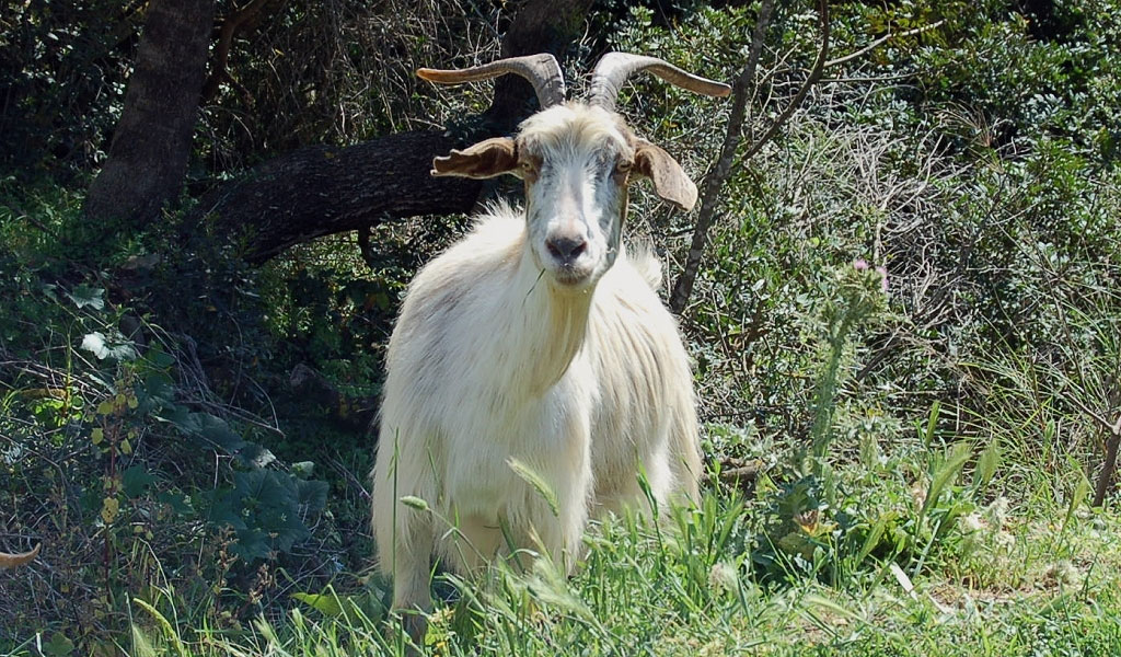 The goat fair