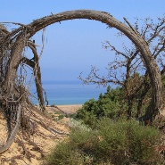 Piscinas, arched juniper (photo Digital Photonet)