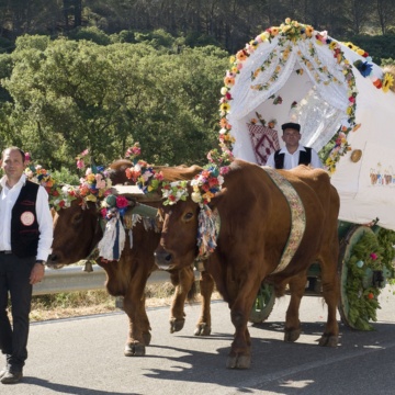 Saint Anthony festival, traccas with oxen (photo Digital Photonet Arbus)