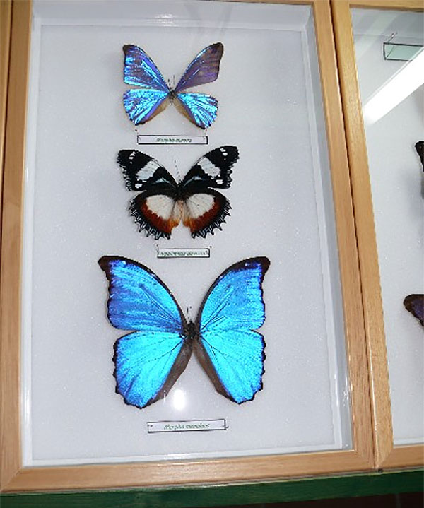 Entomological exhibition