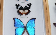 Entomological exhibition