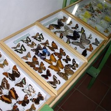 Ausstellung Insektenkunde