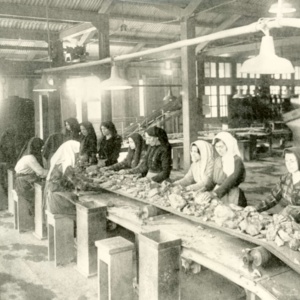 Montevecchio, cernitrici al lavoro (foto di Digital Photonet)