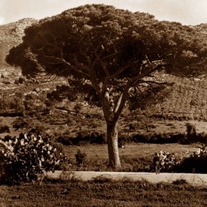 Arbus, pino secolare (foto Digital Photonet)
