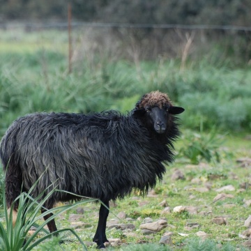 Pecora nera di Arbus (foto Provincia Medio Campidano)
