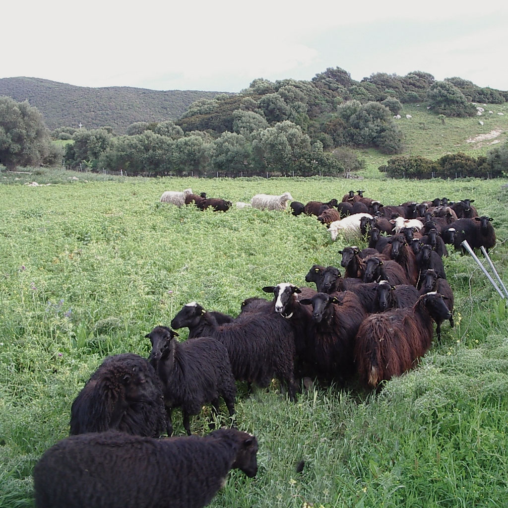 The black sheep fair