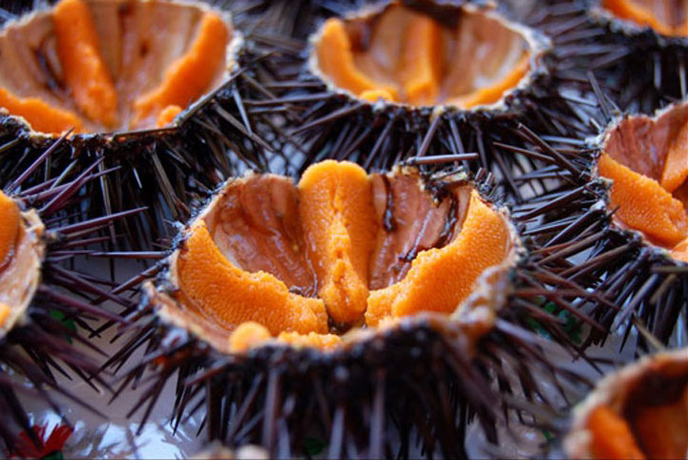 Sea urchin fair