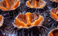 Sea urchin fair
