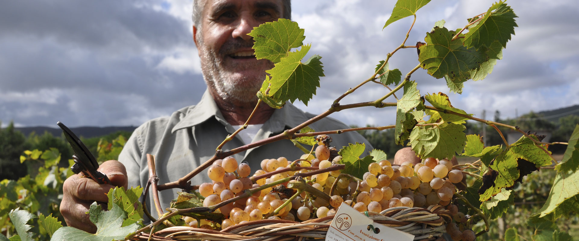 Arbus, grape harvest (foto Comune di Arbus)